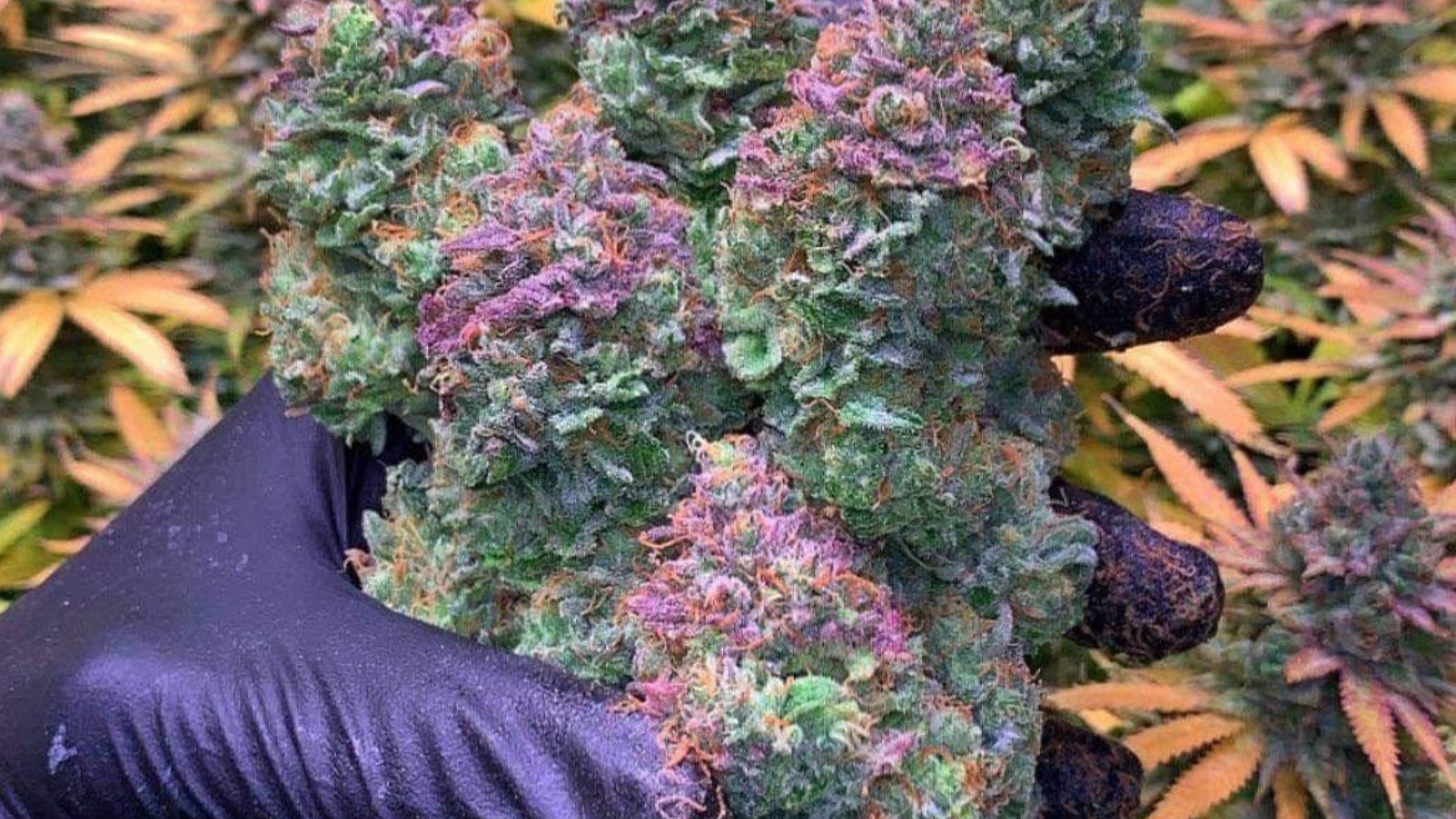 purple organic weed