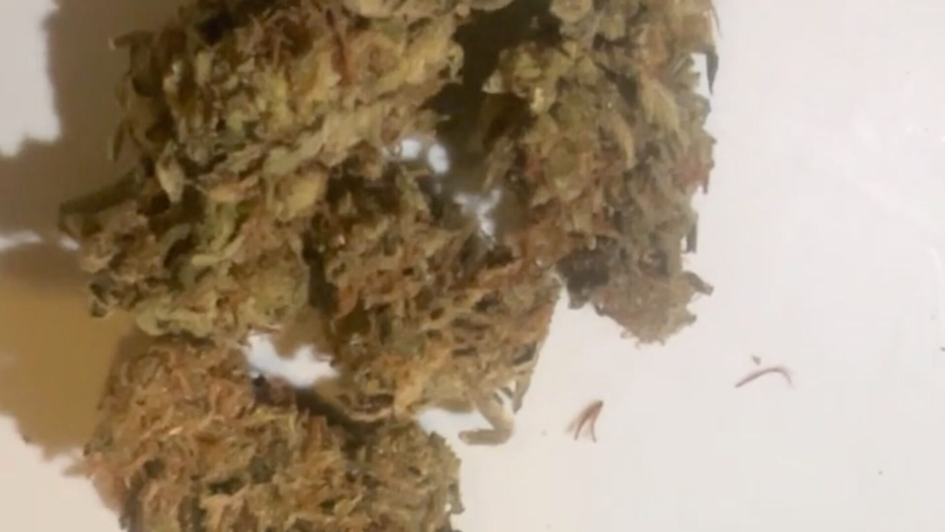 weed in madrid sativa super lemon haze